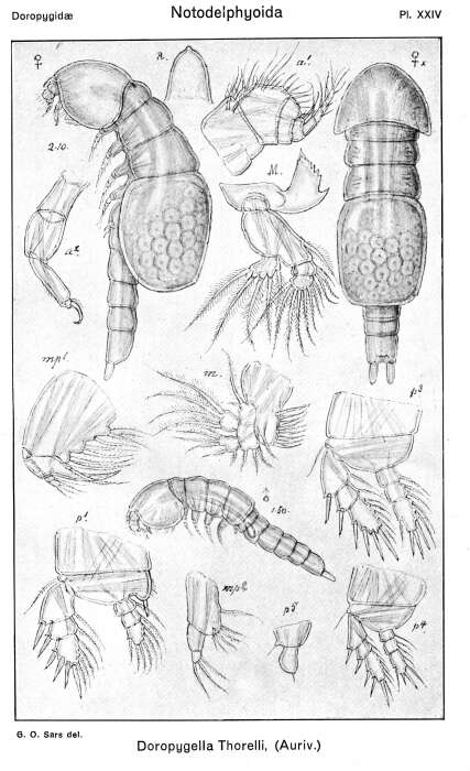 Image of Doropygella Sars G. O. 1921