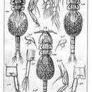 Image of Notodelphys agilis Thorell 1859