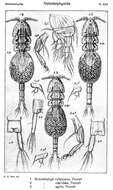 Image de Notodelphys agilis Thorell 1859