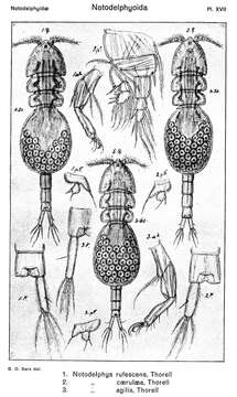 Image of Notodelphys Allman 1847