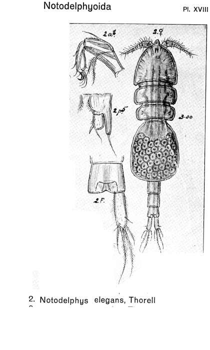 Image de Notodelphys elegans Thorell 1859