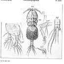 Image of Notodelphys prasina Thorell 1859