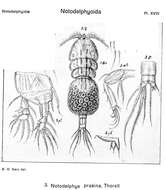 Image de Notodelphys prasina Thorell 1859