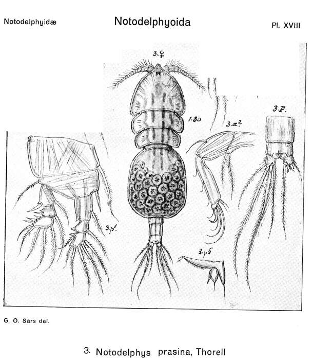 Image de Notodelphys prasina Thorell 1859