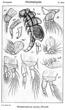 Image of Notopterophorus Leuckart 1859