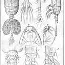 Image of <i>Thaumatopsyllus paradoxus</i>