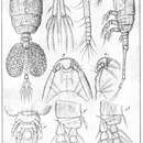 Image de Thaumatopsyllus paradoxus Sars G. O. 1913