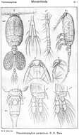 Image de Thaumatopsyllus paradoxus Sars G. O. 1913