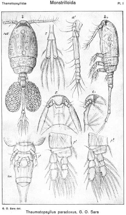 Sivun Thaumatopsyllus paradoxus Sars G. O. 1913 kuva