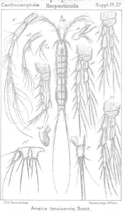 Image of Ameira tenuicornis Scott T. 1902