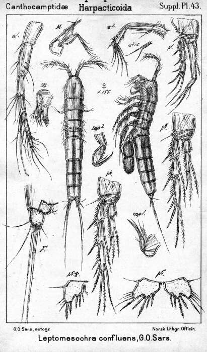 Image of Leptomesochra confluens (Sars G. O. 1911)