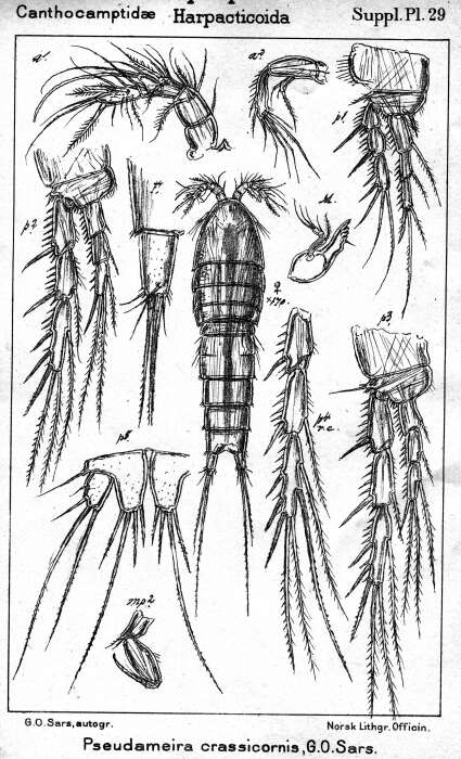 Image de Pseudameira crassicornis Sars G. O. 1911