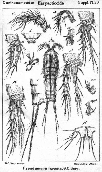 صورة Pseudameira furcata Sars G. O. 1911