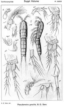 صورة Pseudameira gracilis Sars G. O. 1920