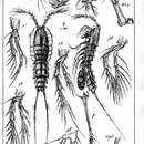 Image de Stenocopia spinosa (Scott T. 1892)