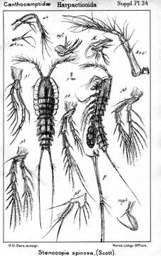 Image de Stenocopia spinosa (Scott T. 1892)