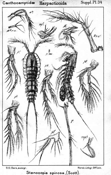 Image of Stenocopia spinosa (Scott T. 1892)