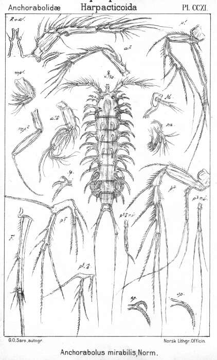 Image of Ancorabolus mirabilis Norman 1903