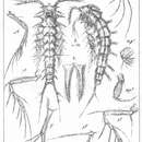 Image of Echinopsyllus normani Sars G. O. 1909