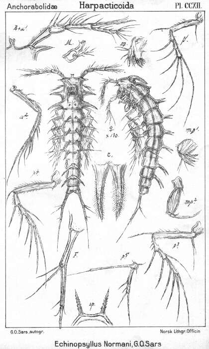 Image de Echinopsyllus normani Sars G. O. 1909