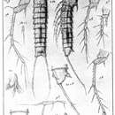 Image de Mesocletodes abyssicola (Scott T. & Scott A. 1901)