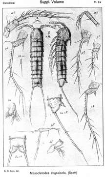 Image of Mesocletodes abyssicola (Scott T. & Scott A. 1901)