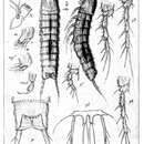 Imagem de Mesocletodes inermis Sars G. O. 1920