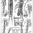 Imagem de Mesocletodes irrasus (Scott T. & Scott A. 1894)