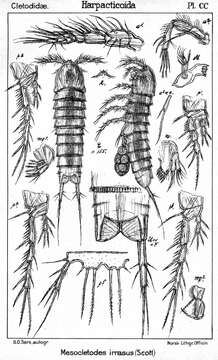 Image de Mesocletodes irrasus (Scott T. & Scott A. 1894)