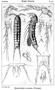 Image de Mesocletodes monensis (Thompson I. C. 1893)