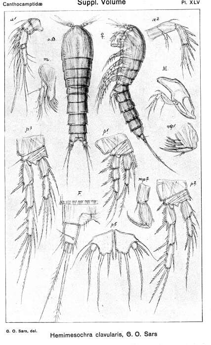 Image de Hemimesochra clavularis Sars G. O. 1920