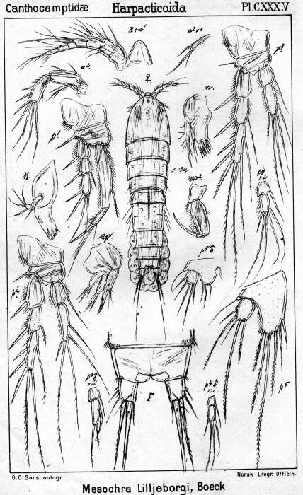 Image de Mesochra lilljeborgii Boeck 1865