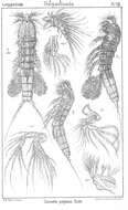 Image of Canuella perplexa Scott T. & Scott A. 1893