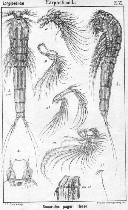 Image de Sunaristes paguri Hesse 1867