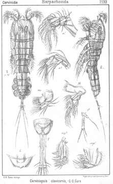 Image de Cerviniopsis clavicornis Sars G. O. 1903