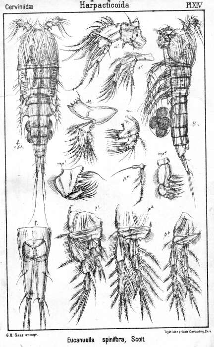 Image de Eucanuella spinifera Scott T. 1901