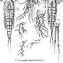Image de Eucanuella spinifera Scott T. 1901