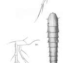 Image of Cletodes brucei Scott T. & Scott A. 1901