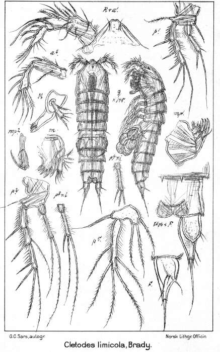 Image de Cletodes limicola Brady 1872