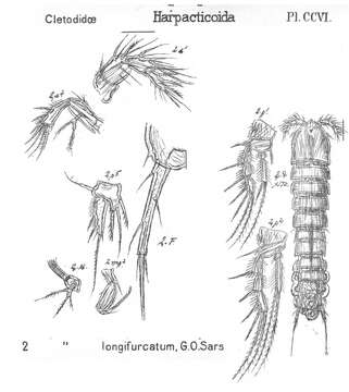 Image of Enhydrosoma longifurcatum Sars G. O. 1909