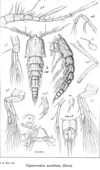 Image de Clytemnestra scutellata Dana 1847