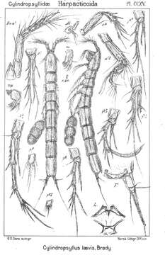 Image de Cylindropsyllus Brady 1880