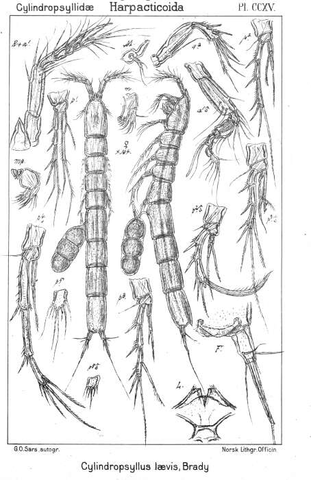 Image de Cylindropsyllus laevis Brady 1880