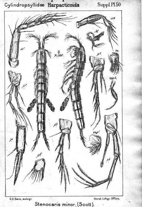 Image de Stenocaris minor (Scott T. 1893)