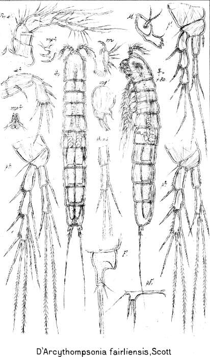 Image de Darcythompsonia fairliensis (Scott T. 1899)