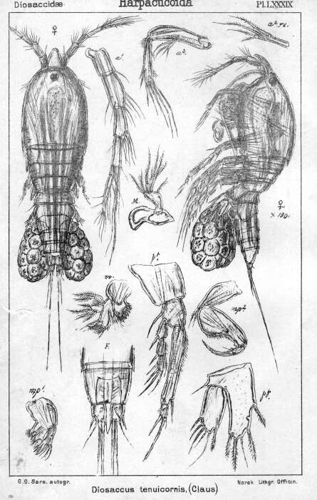 Image of Miraciidae Dana 1846