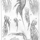 Image de Diosaccus tenuicornis (Claus 1863)