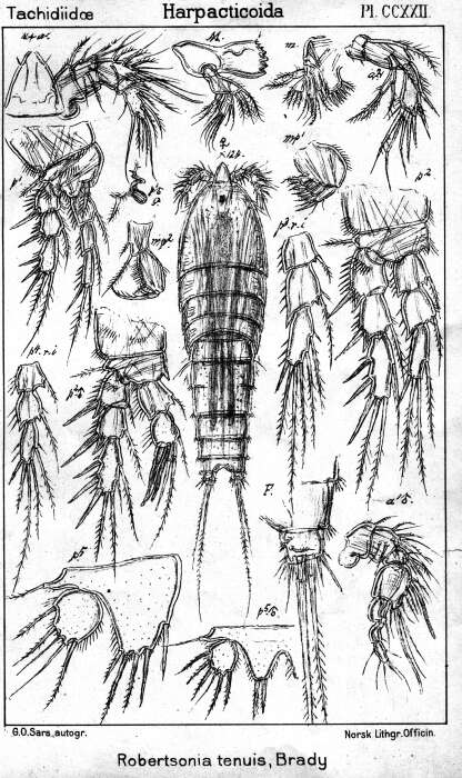 Image de Robertsonia tenuis Brady 1880