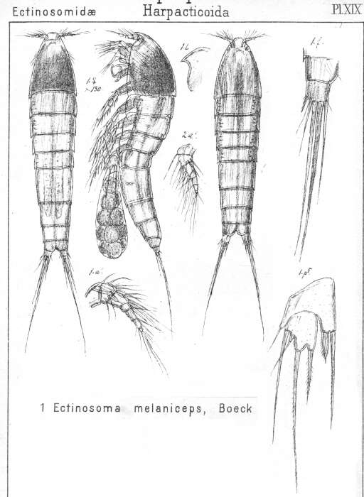 Image of Ectinosoma melaniceps Boeck 1865