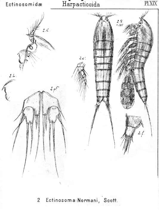 Image de Ectinosoma normani Scott T. & Scott A. 1896
